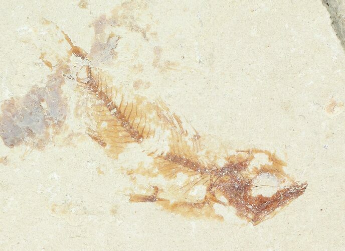 Bargain, Cretaceous Fossil Fish - Lebanon #70002